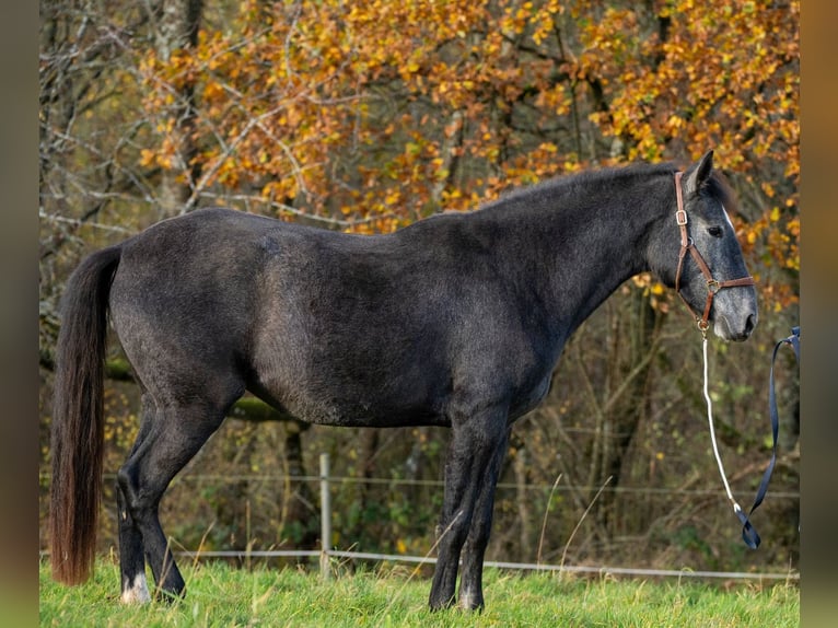 Berbero Giumenta 3 Anni 158 cm Grigio in Pluwig