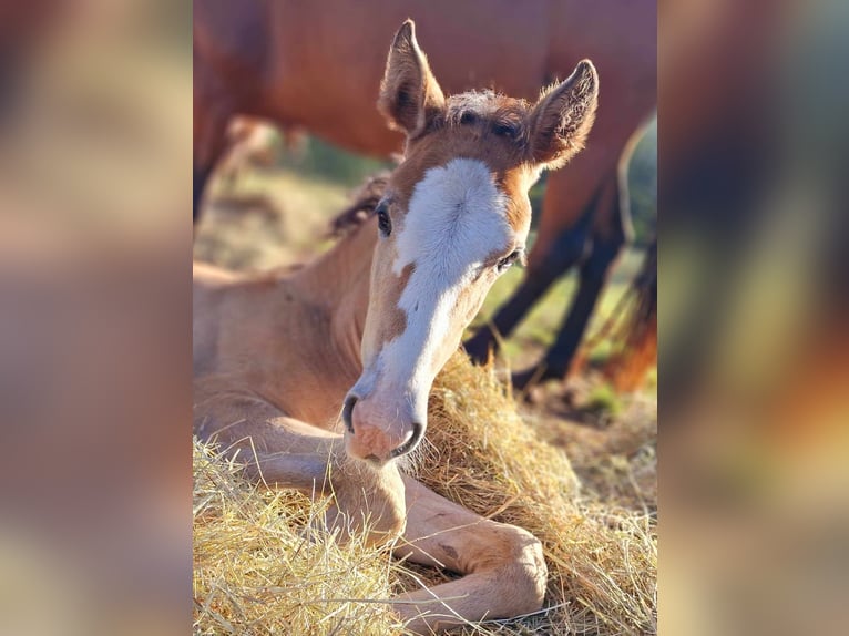 Berbero Giumenta 3 Anni in Stelzenberg