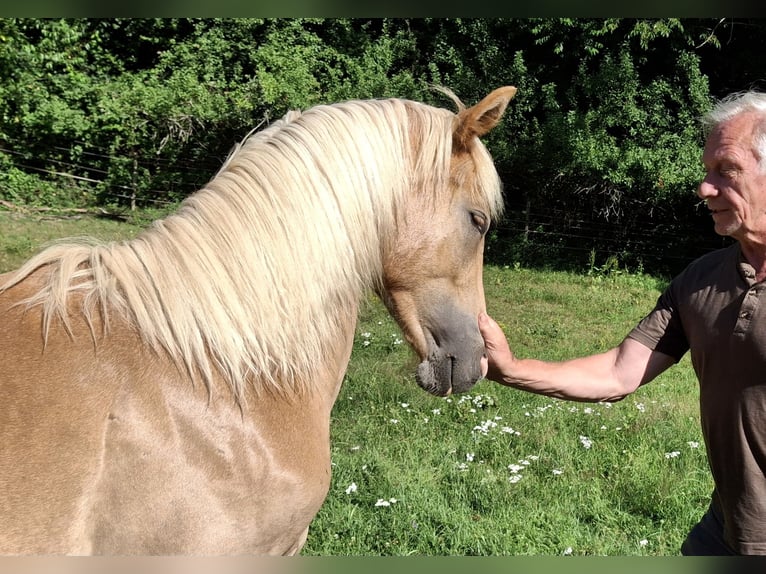Berbero Giumenta 3 Anni in Stelzenberg