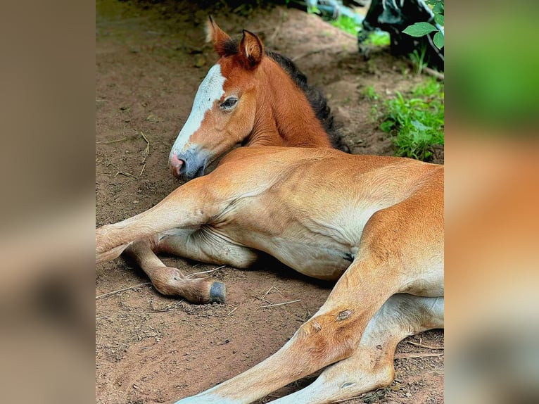 Berbero Giumenta 3 Anni in Stelzenberg