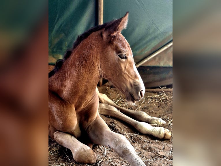 Berbero Giumenta 3 Anni in Stelzenberg