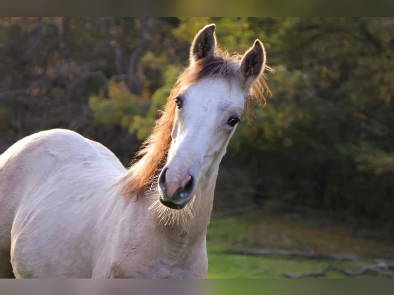 Berbero Giumenta 3 Anni in Stelzenberg