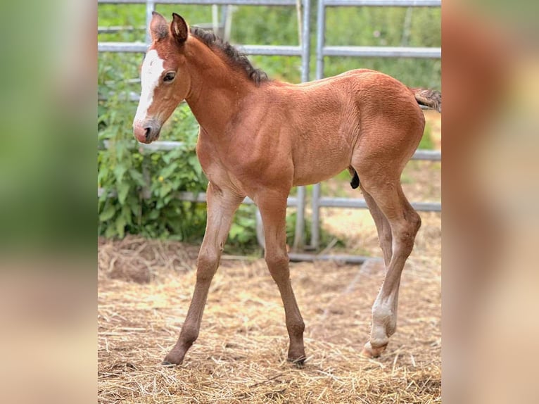 Berbero Giumenta 3 Anni in Stelzenberg