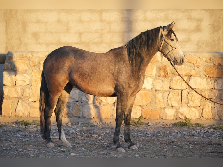 Berbero Giumenta 4 Anni 154 cm in Marseille 15