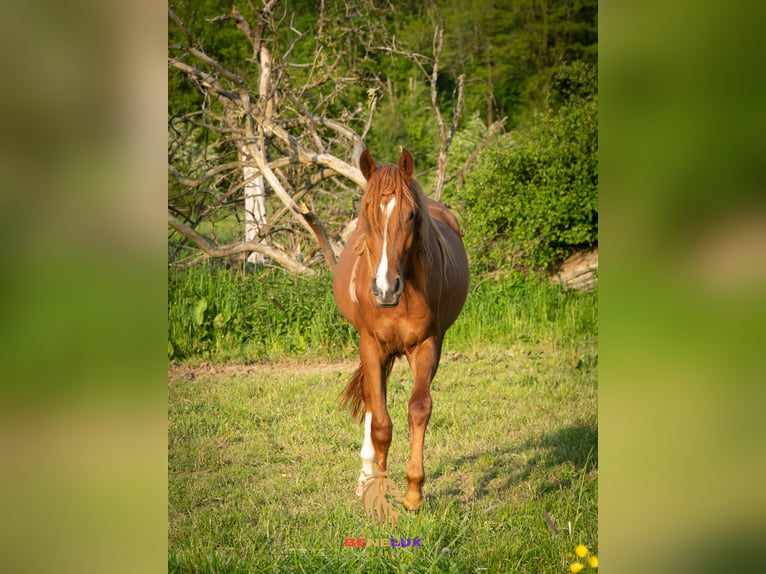 Berbero Giumenta 4 Anni 155 cm Sauro ciliegia in Langerwehe