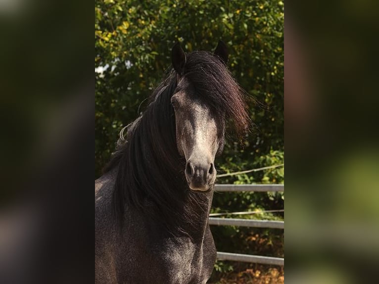 Berbero Giumenta 4 Anni Pelle di daino in Harpstedt