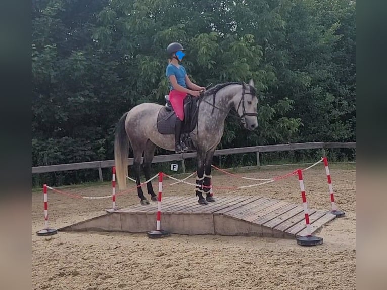 Berbero Giumenta 6 Anni 153 cm Grigio in Pluwig