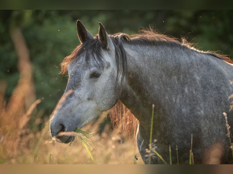Berbero Giumenta 6 Anni 153 cm Grigio in Pluwig