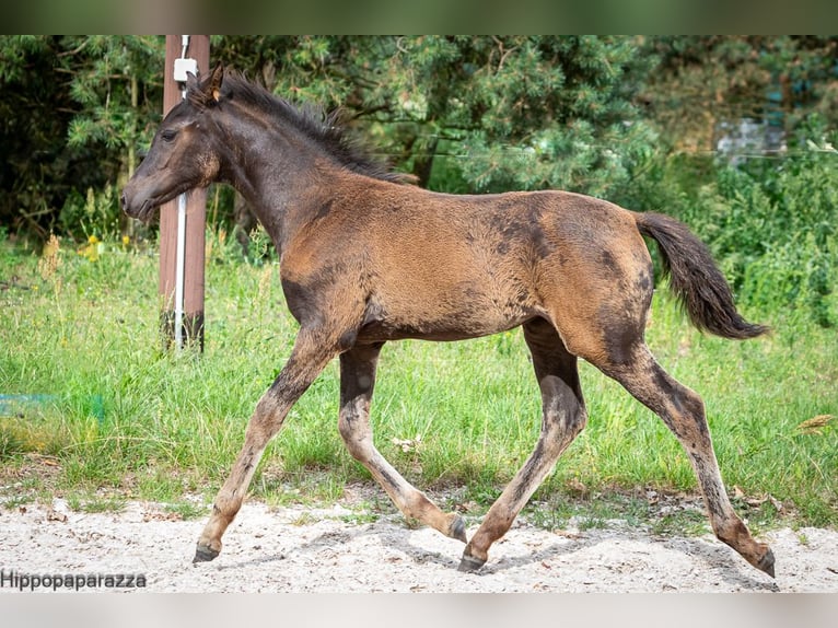 Berbero Giumenta Puledri
 (04/2024) in Löwenberger Land