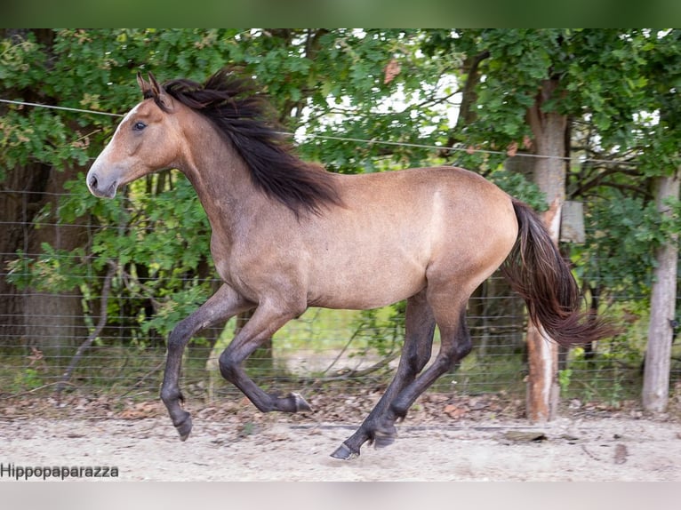 Berbero Giumenta Puledri
 (04/2024) in Löwenberger Land