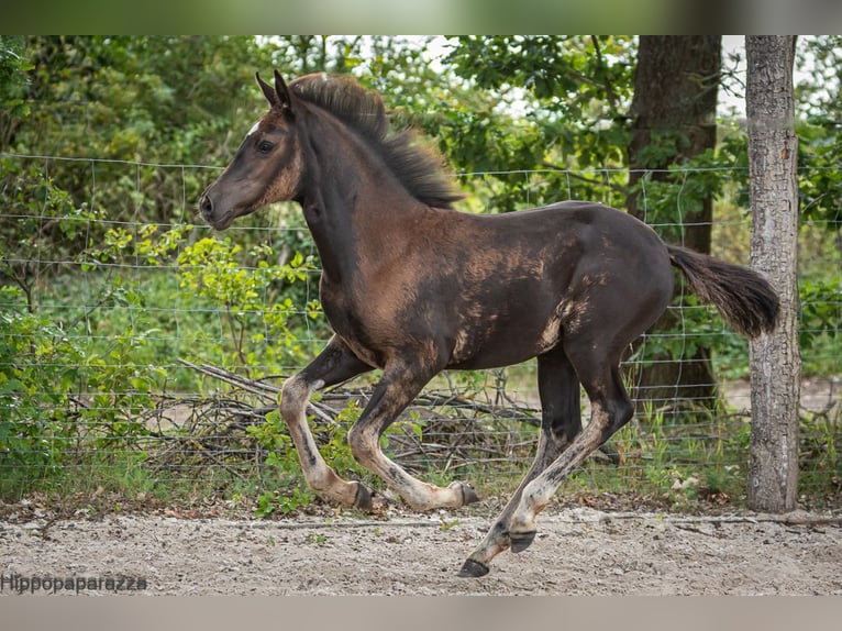 Berbero Giumenta Puledri
 (04/2024) in Löwenberger Land