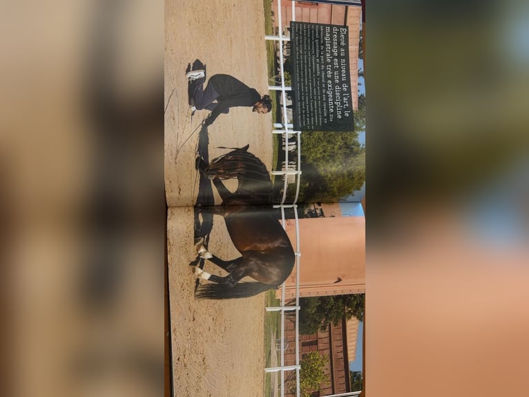 Berbero Stallone 11 Anni 146 cm Baio in Rabat