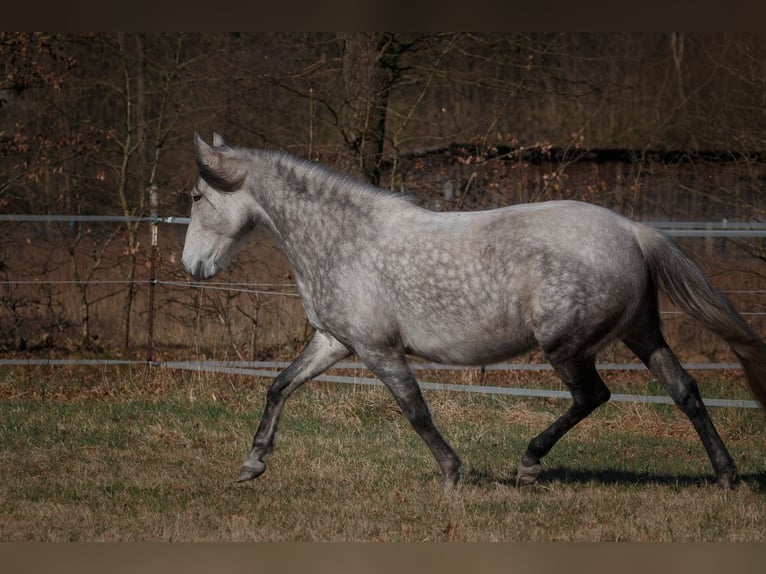 Berbero Stallone 11 Anni 162 cm Falbo baio in Walsrode