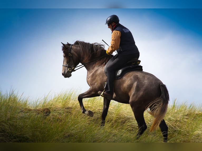 Berbero Stallone 11 Anni 162 cm Falbo baio in Walsrode