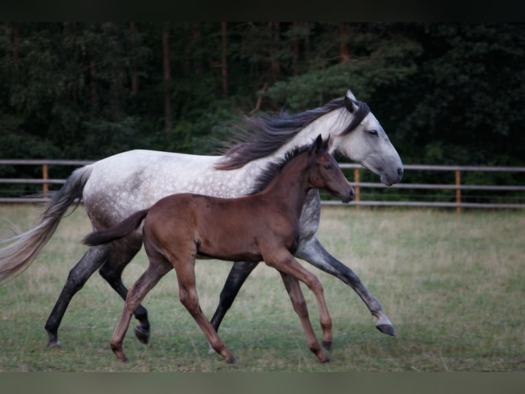 Berbero Stallone 11 Anni 162 cm Falbo baio in Walsrode