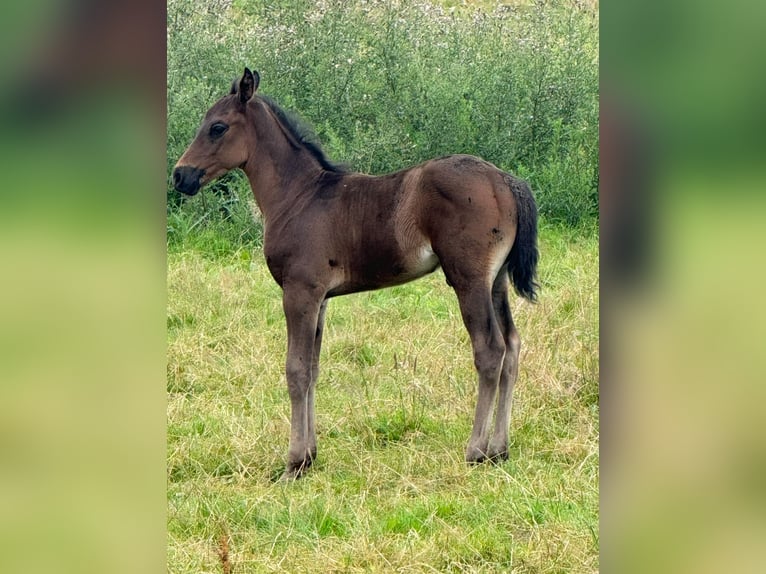 Berbero Stallone 1 Anno 115 cm Morello in Hückeswagen