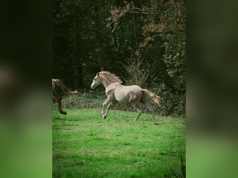 Berbero Stallone 1 Anno 154 cm Può diventare grigio in Langerwehe