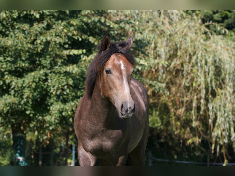Berbero Stallone 1 Anno 157 cm Grigio in Witten
