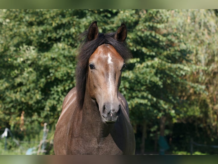 Berbero Stallone 1 Anno 157 cm Grigio in Witten