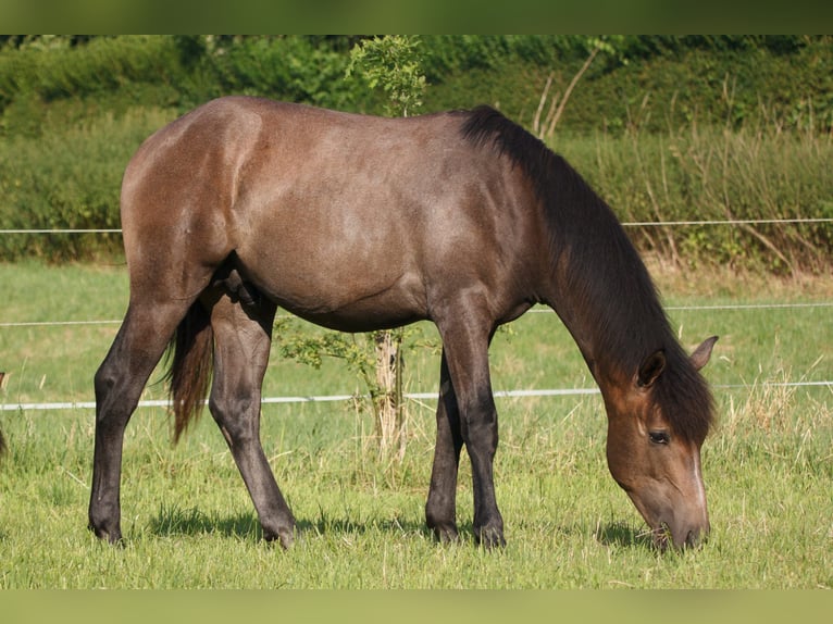 Berbero Stallone 1 Anno 157 cm Grigio in Witten