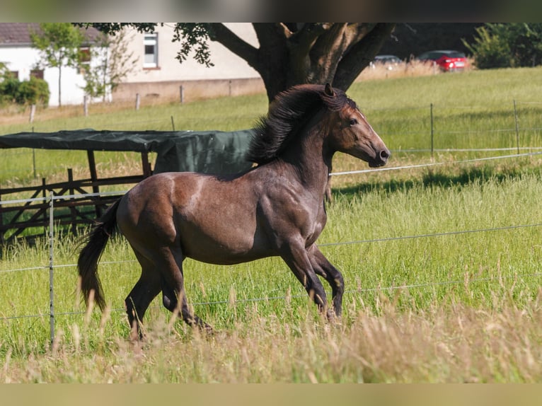 Berbero Stallone 1 Anno 157 cm Grigio in Witten