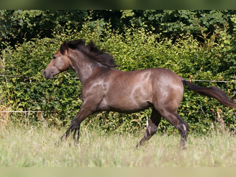 Berbero Stallone 1 Anno 157 cm Grigio in Witten