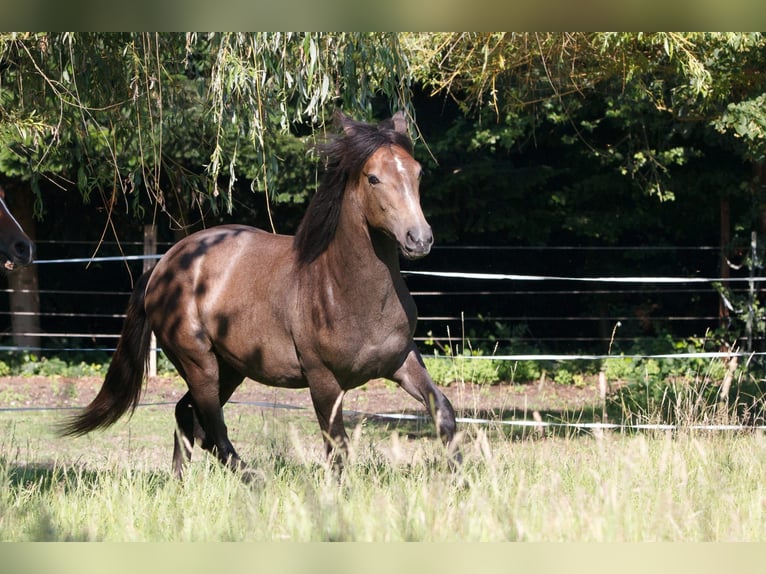 Berbero Stallone 1 Anno 157 cm Grigio in Witten
