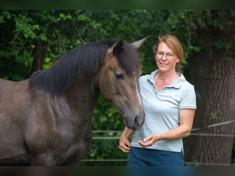 Berbero Stallone 1 Anno 157 cm Grigio in Witten
