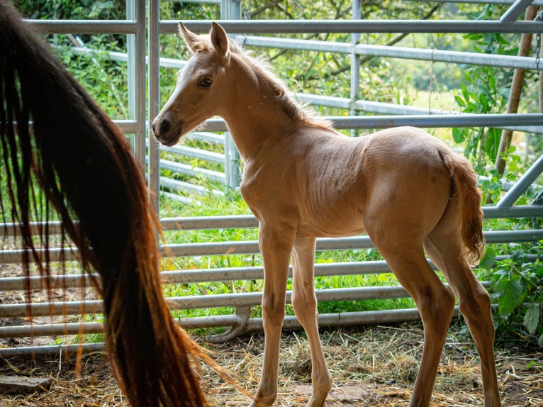 Berbero Stallone 2 Anni 137 cm Pelle di daino in goe