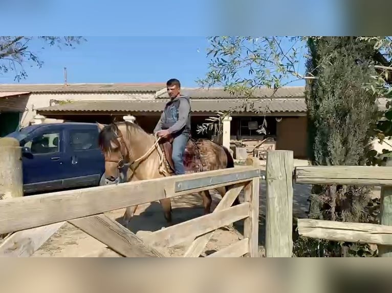 Berbero Stallone 3 Anni 152 cm Pelle di daino in Goé Berbero Stallone 3 Anni 152 cm Pelle di daino in Goé