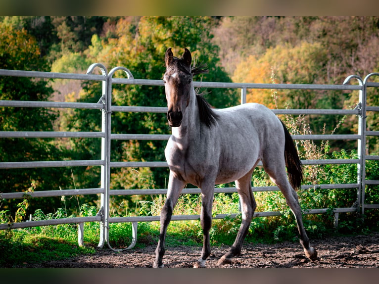 Berbero Stallone 3 Anni 155 cm Roano blu in Goe