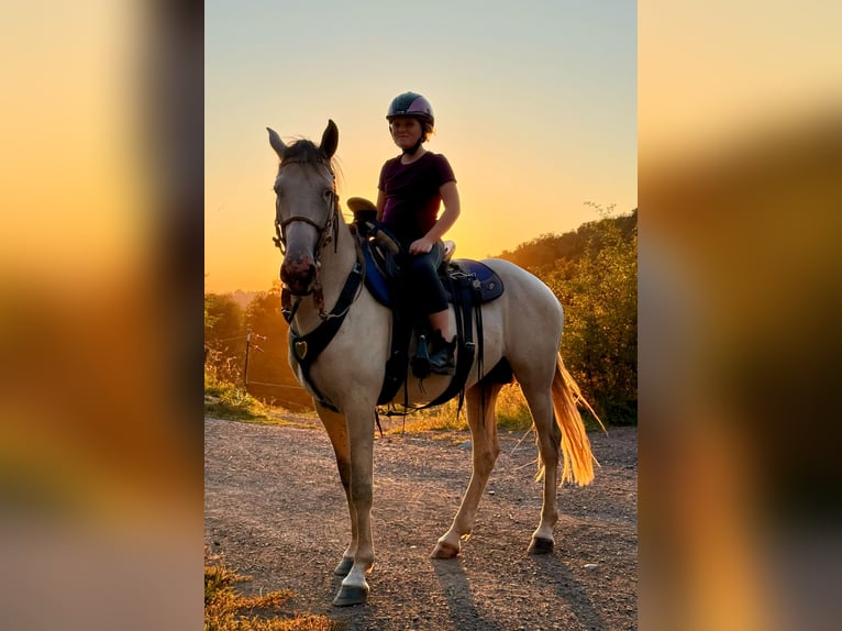 Berbero Stallone 5 Anni 158 cm Falbo baio in goe Berbero Stallone 5 Anni 158 cm Falbo baio in goe