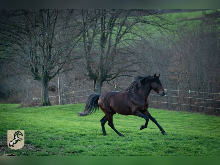 Berbero Stallone 8 Anni 155 cm Baio scuro in Goe