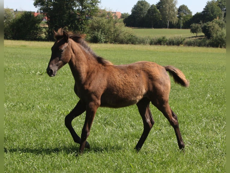 Berbero Stallone Puledri (02/2026) 155 cm  in Ochsenhausen