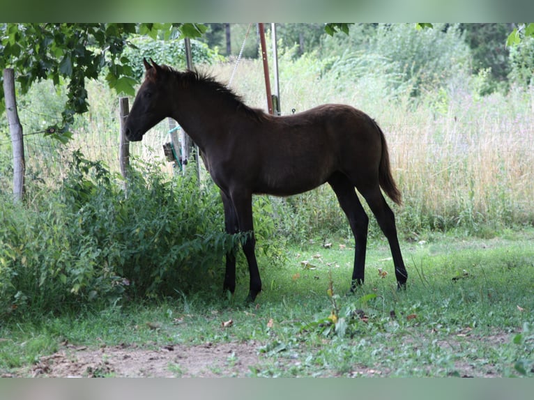Berbero Stallone Puledri (02/2026) 155 cm  in Ochsenhausen