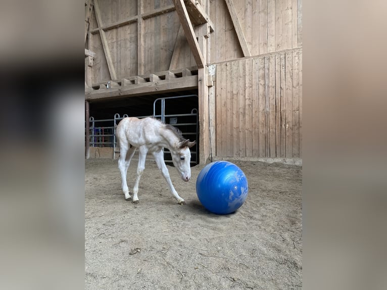 Berbero Stallone  155 cm Falbo baio in Hohenstein Bernloch