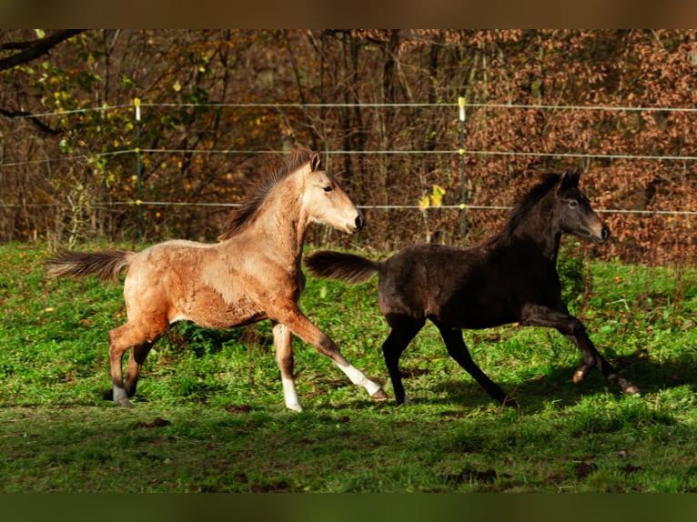 Berbero Stallone Puledri (06/2025) 159 cm Pelle di daino in LangerweheLangerwehe