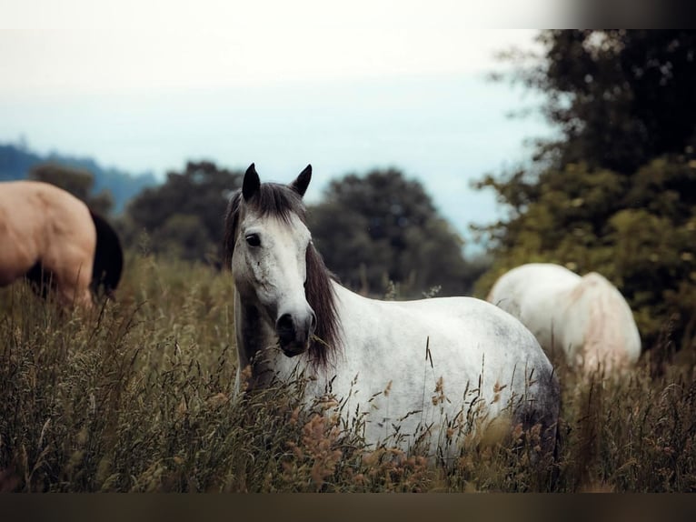 Bereber Mestizo Caballo castrado 10 años 150 cm Tordo rodado in Schwarzach