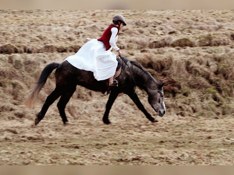 Bereber Mestizo Caballo castrado 10 años 150 cm Tordo rodado in Schwarzach