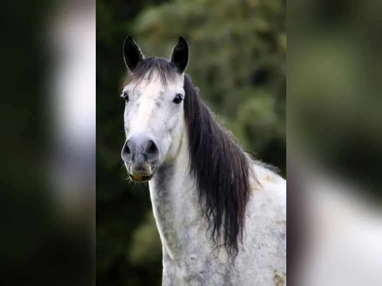 Bereber Mestizo Caballo castrado 10 años 150 cm Tordo rodado in Schwarzach