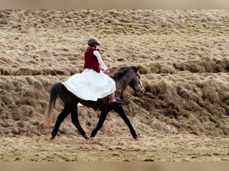 Bereber Mestizo Caballo castrado 10 años 150 cm Tordo rodado in Schwarzach