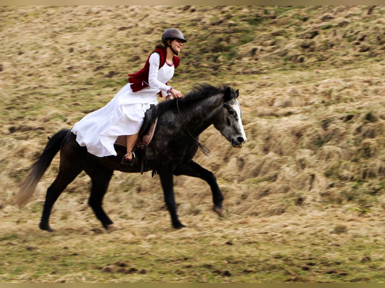 Bereber Mestizo Caballo castrado 10 años 150 cm Tordo rodado in Schwarzach