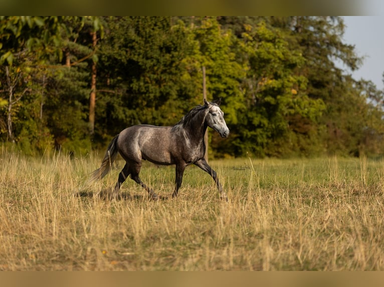 Bereber Caballo castrado 3 años 155 cm Tordo in Nagold