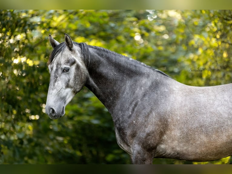 Bereber Caballo castrado 3 años 155 cm Tordo in Nagold