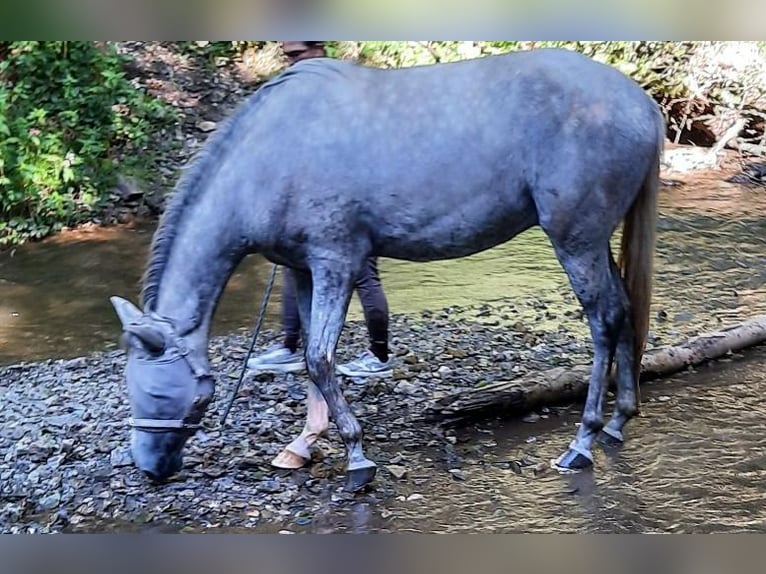 Bereber Caballo castrado 3 años 155 cm Tordo in Heidenburg