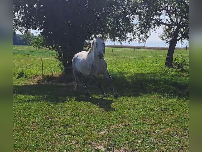 Bereber Caballo castrado 4 años 153 cm Tordo rodado in Biberen