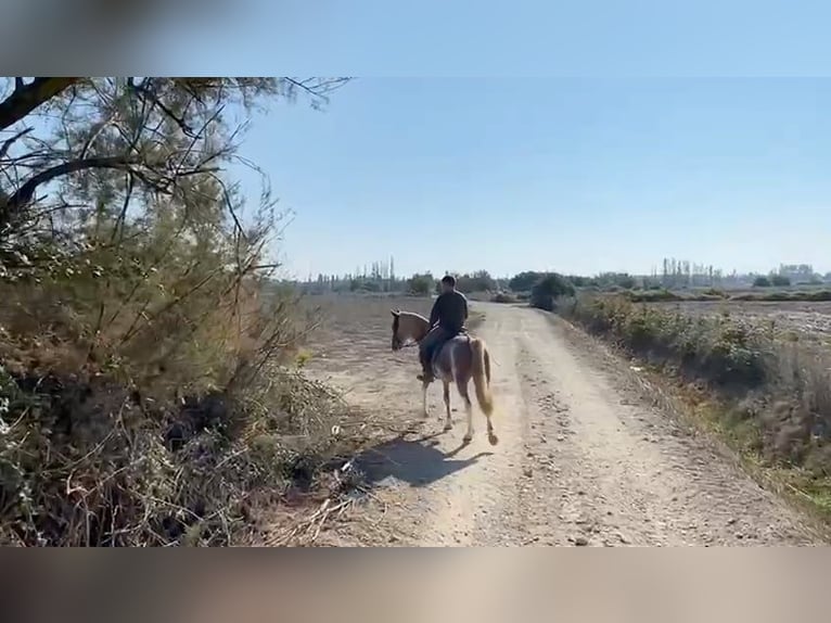 Bereber Caballo castrado 4 años 154 cm Sabino in Goe