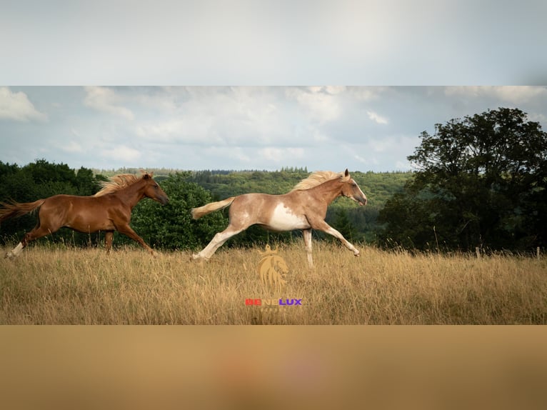 Bereber Caballo castrado 4 años 154 cm Sabino in Goe