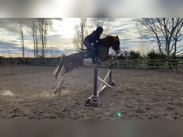 Bereber Caballo castrado 5 años 154 cm Sabino in Goe