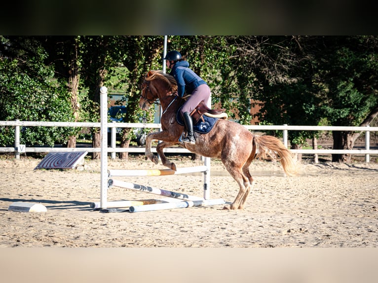 Bereber Caballo castrado 5 años 154 cm Sabino in Goe